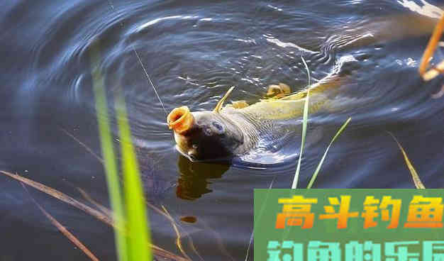 饵料附钩性太差，入水之后很快就会脱落怎么办