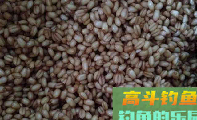 入冬之前野钓大鲫鱼，我从来不用蚯蚓和红虫
