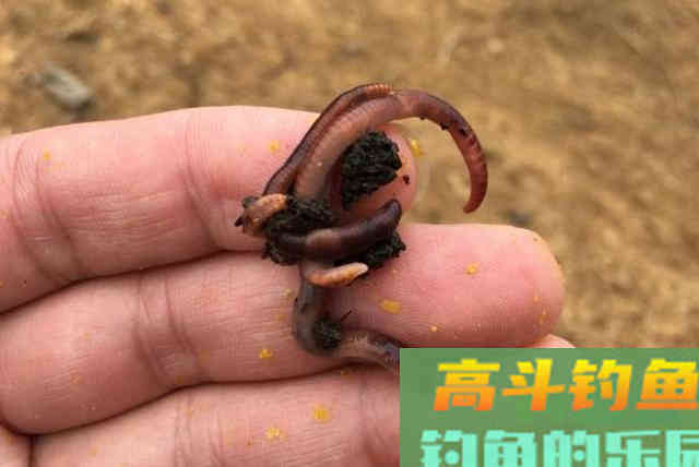 这添加剂，一试就灵，大板鲫特爱吃