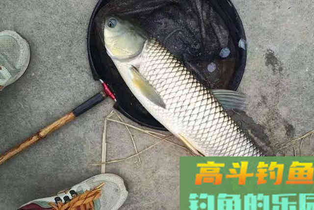 这些饵才是专攻鲤鱼草鱼的好家伙