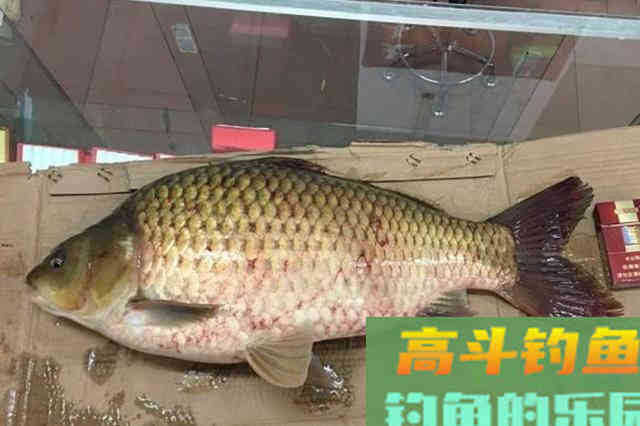 二十年老钓手强烈推荐，这窝料简单又实用