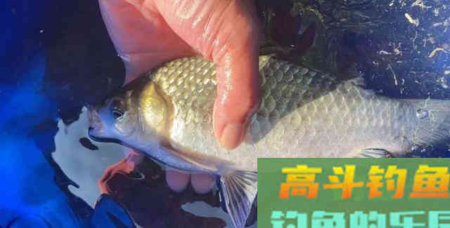 中午就停口该怎么办？频繁补窝是下策，教你一招打开鱼口