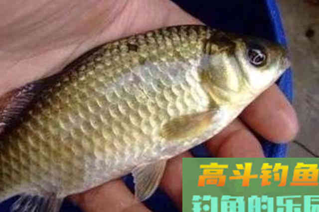 钓了30多年鲫鲤鱼，只服这套饵料用法