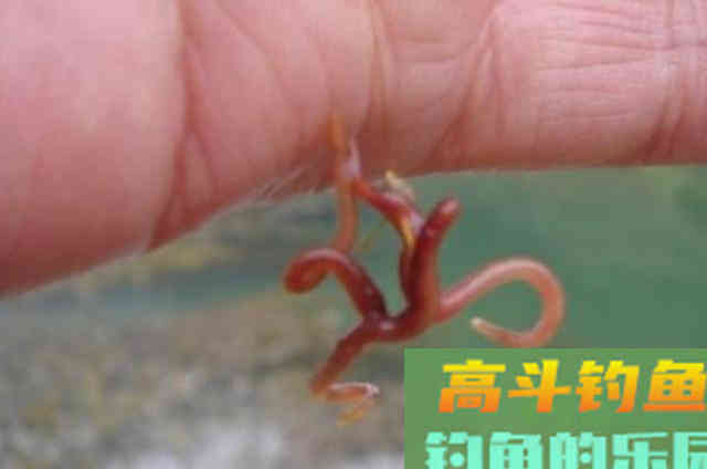 怪不得老钓手从不买饵，原来这3种东西才是大板鲫的最爱