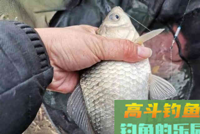 有漂相却总不中鱼，庆幸老司机指导有方