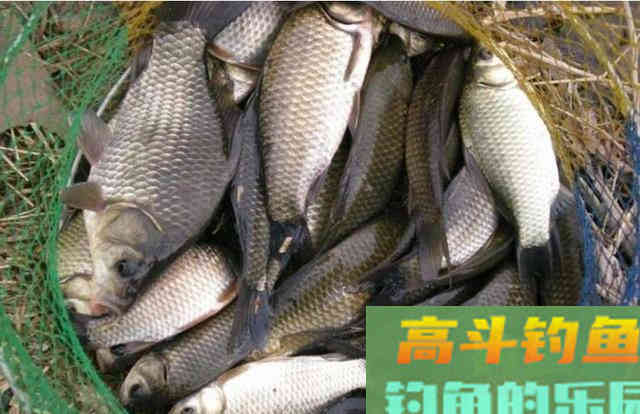 钓鱼最不该做的三件事，老钓手的经验之