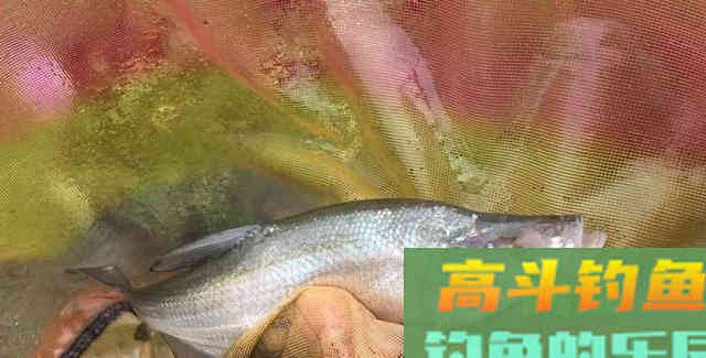 刚放生的鱼不会咬钩？恰恰相反，刚放生最好钓的