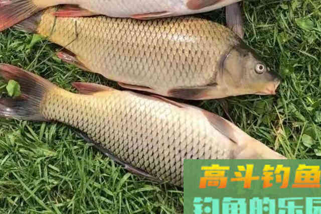 春钓只要有这饵料用法，鲤鱼再大都得乖乖上钩
