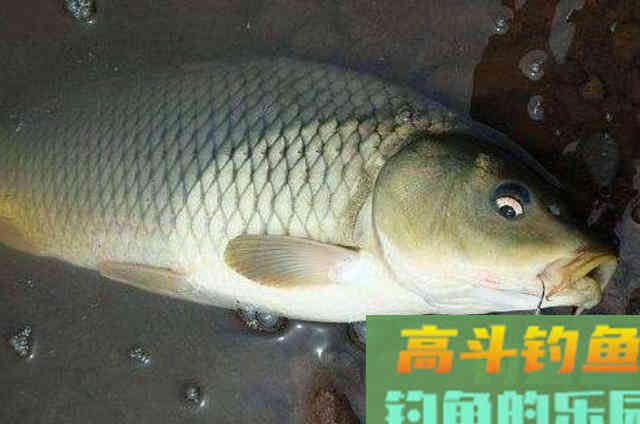 明人不说暗话，秋天我就只想用这鲤鱼饵