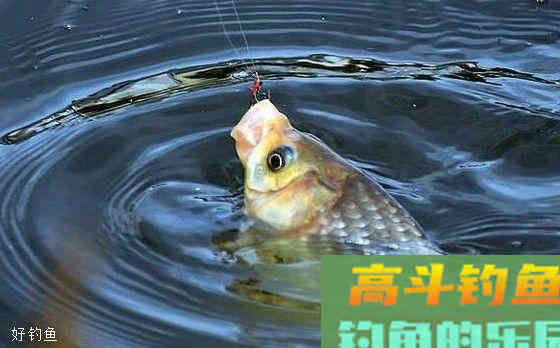 野战蓝鲫通杀配方，想爆护添加这些饵料开饵就对了