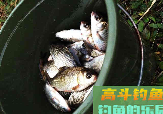 自用鱼饵分享，再狡猾的鱼也逃不走