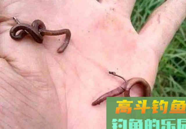 同样都是用蚯蚓，为何有人连竿连到手软，有人颗粒无收