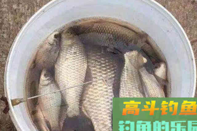 不用漂都能连竿上板鲫？这钓法果然够狠