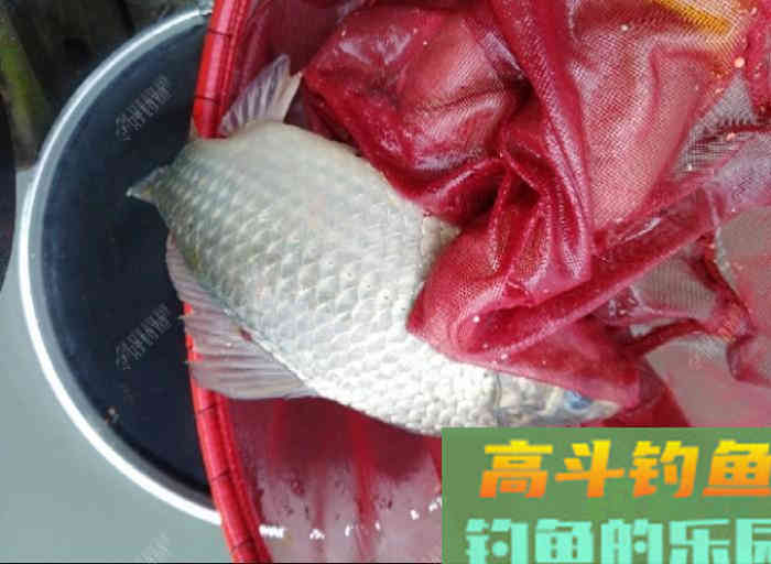 冬钓鲫鱼开饵体会