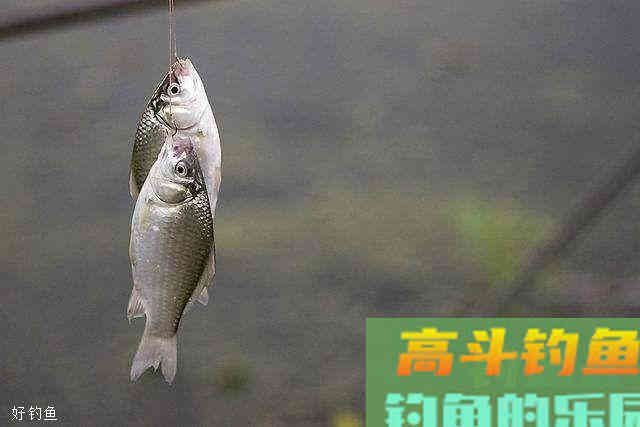 商品饵的搭配及使用技巧，不懂配饵可不行