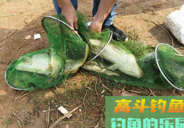 钓不到鲤鱼是你没用对窝料！这种粮食是大鲤鱼的最爱