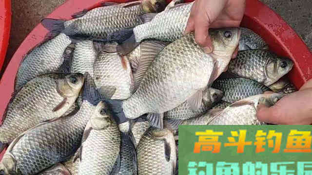 老钓友钓鱼的这三个思路，花钱也买不来