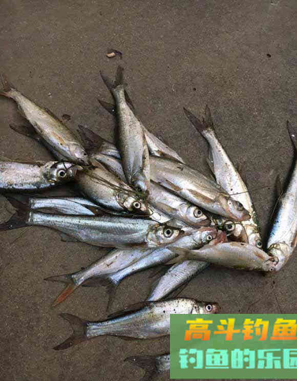 无知不会阻挡钓技进步，傲慢与偏见才会