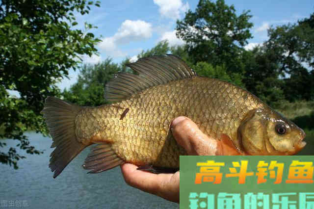 钓一会鱼儿就停口，频繁补窝也没用，试试这招