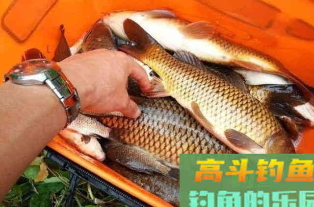 鲤鱼再狡猾，一见这饵就得狂咬