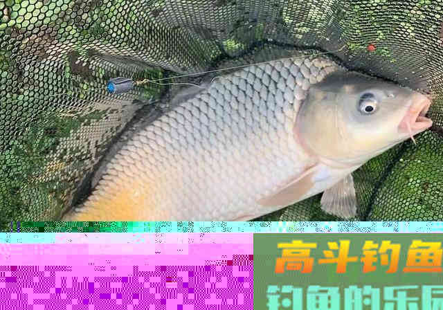 野钓用饵的腥香之争，许多人只知其一
