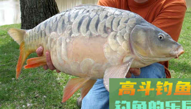 下竿前后打窝有什么区别？区别很大，可能错过大鱼