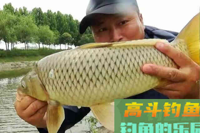鲫鲤鱼好钓有诀窍，换用这特效饵，上鱼又快又狠