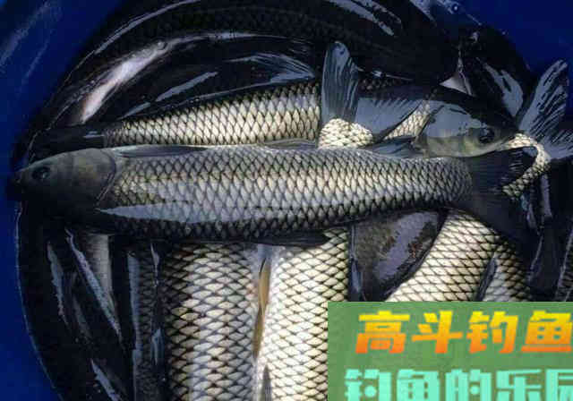 不花钱的5种钓草鱼饵料，随处可取