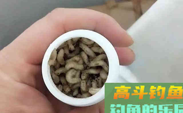盘点6种重口味饵料，看起来恶心但鱼儿却十分喜爱