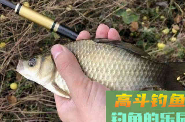 这鲫鱼尿性饵简单又实用，才用一次就过瘾