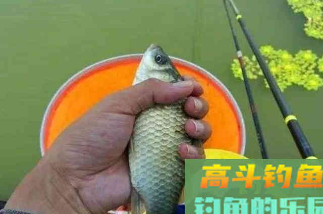 夏钓大板鲫，万万别瞧不起这特效饵