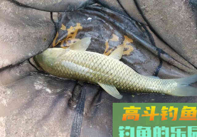 天气闷热鱼不开口咋办？试试这几招