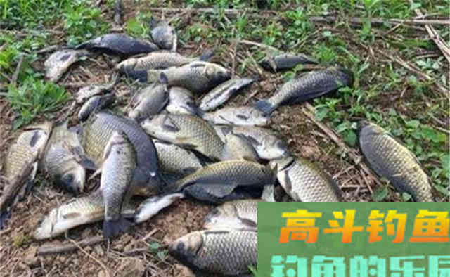民间蘸饵钓技巧：蘸粉、蘸颗粒、蘸液体