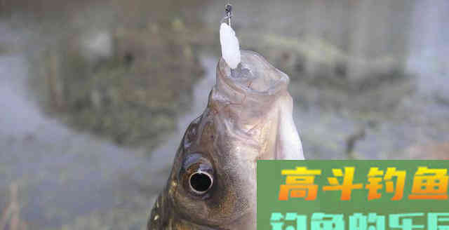 还在追求“漂动秒起”？起竿太快有时根本钓不上鱼