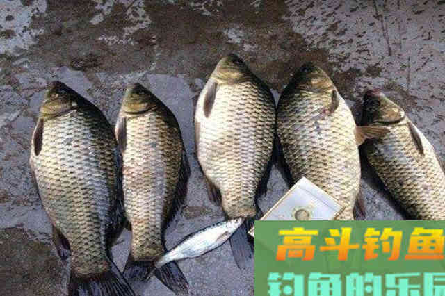 冬钓再难，只要我有这饵料用法，一天不钓憋得慌