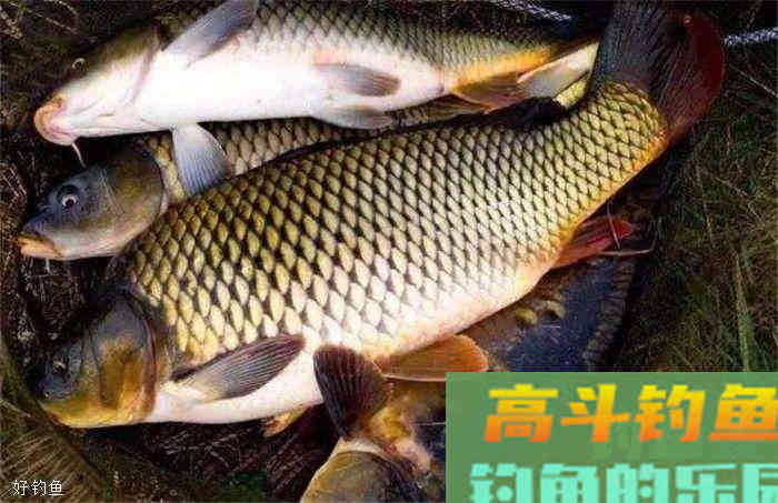 秋季钓鱼，六款通用型商品窝料使用心得