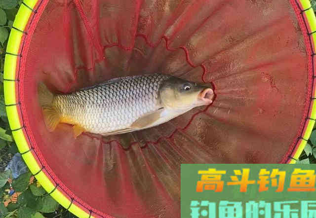 鱼不吃钩一定是饵料味型有问题；鱼：我只是没胃口
