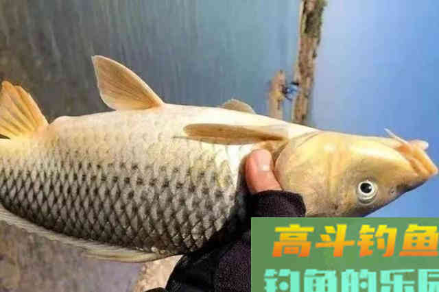 怪不得鲤鱼再大也爱吃，这饵太实用了