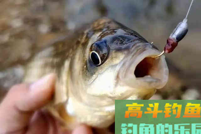 奇了怪了，每一次提竿都没鱼，被迫用上这狠招