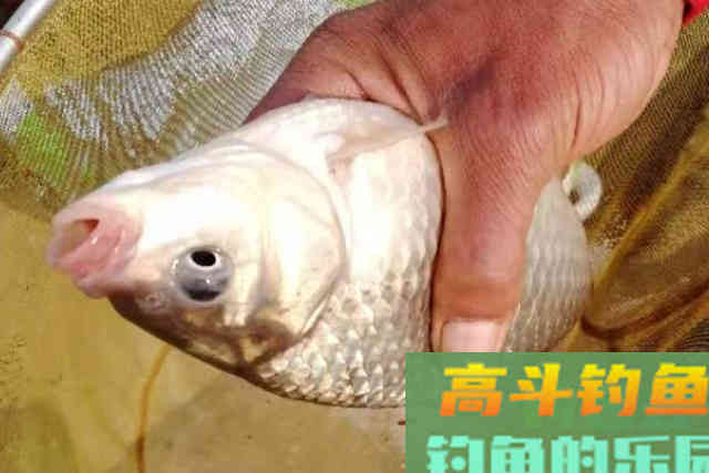 据说热天用这开饵水，鲫鲤鱼特好钓