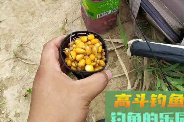 诱钓大板鲫能有这2种饵，接连中鱼一点也不必担心