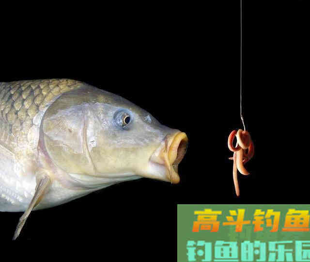 使用蚯蚓的这些技巧，实用性真的非常强