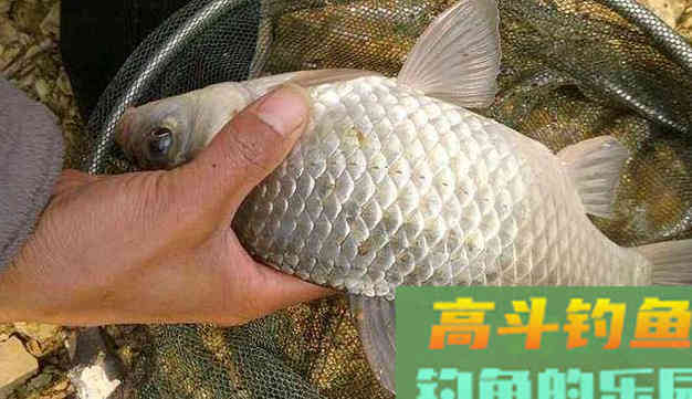 试一试单钩钓鱼，他比之双钩有七大优势