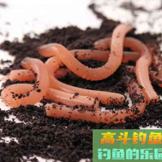 清明用蚯蚓钓鱼，2种状态要格外区分；不然，鱼会光吃窝料不咬钩