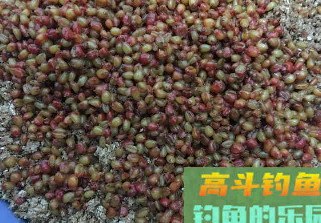 自制老坛玉米钓鲤鱼，效果不比买的差