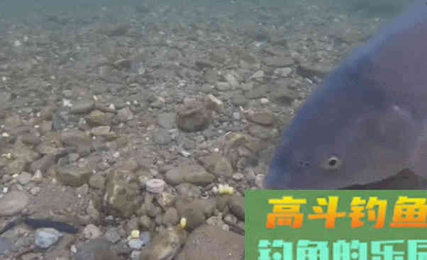 钓鲫鱼窝内出现大片鱼泡，为何没鱼吃钩