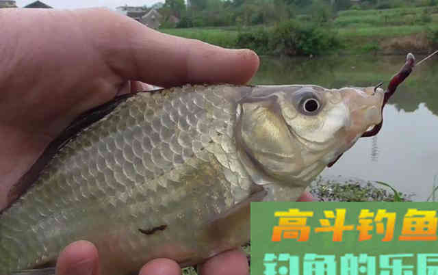 我是如何用蚯蚓钓鱼的