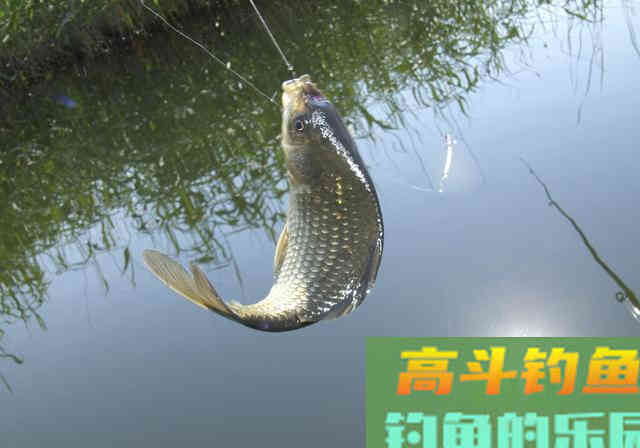 没口先别急着收竿！不妨装上抄网