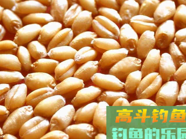 除了煮、泡、发酵，还有这种方法，制作的麦粒