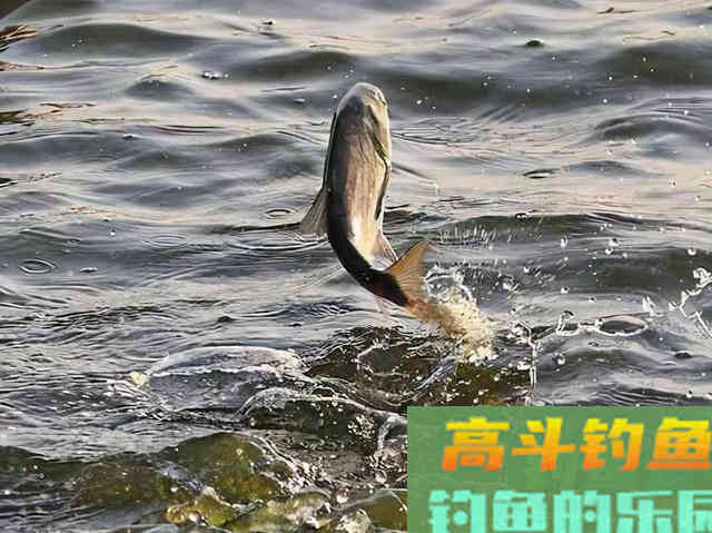 水底有鱼星就是不吃钩？大概率这个原因害的